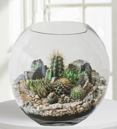 Akvaryum camda Terrarium Aranjman