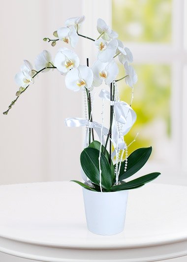 Beyaz Orkide Çiçeği