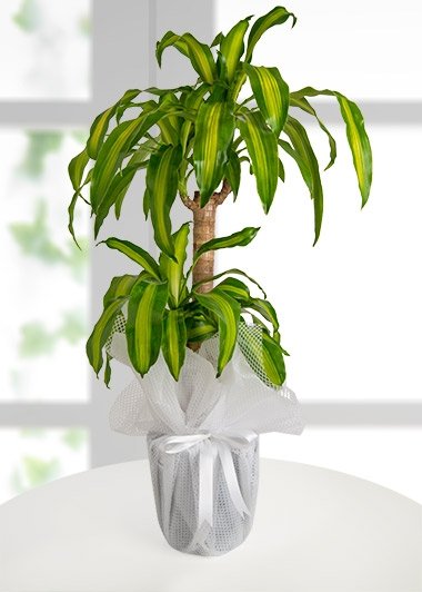 Dracena Massengena 2 li