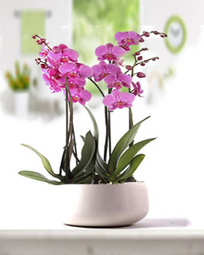 4-dalli-pembe-orkide