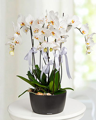 5-dal-orkide-aranjmani