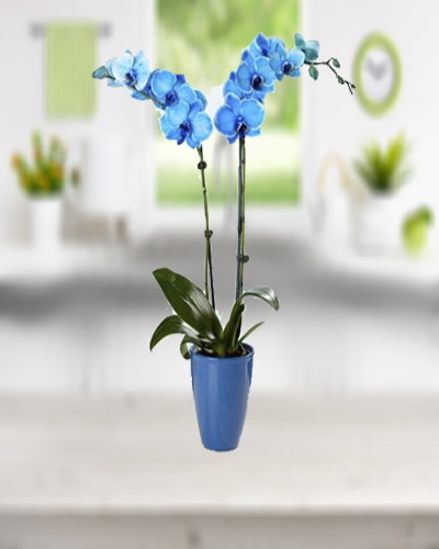 cift-dalli-mavi-orkide