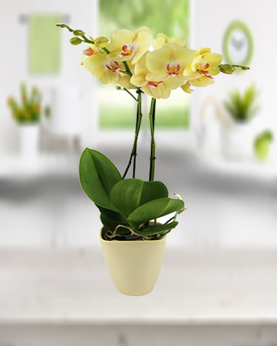 cift-dalli-sari-orkide