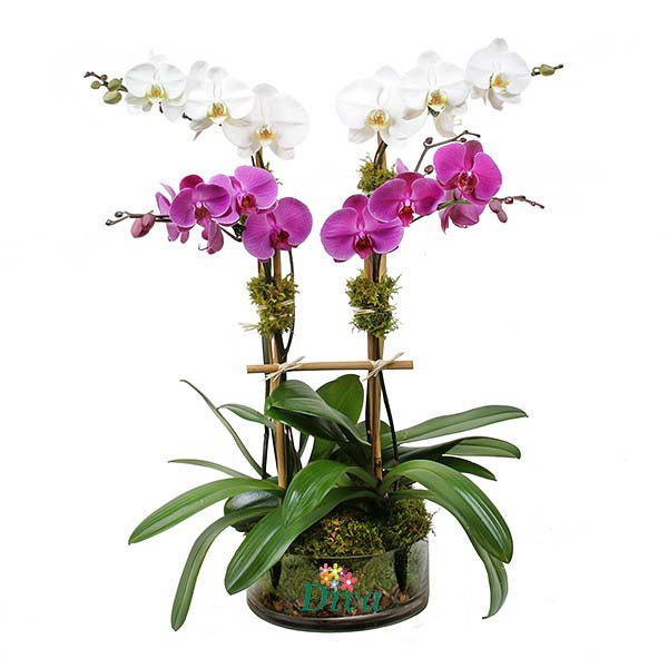 pembe-beyaz-orkide