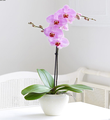 tek-dalli-pembe-orkide